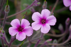 Fleurs